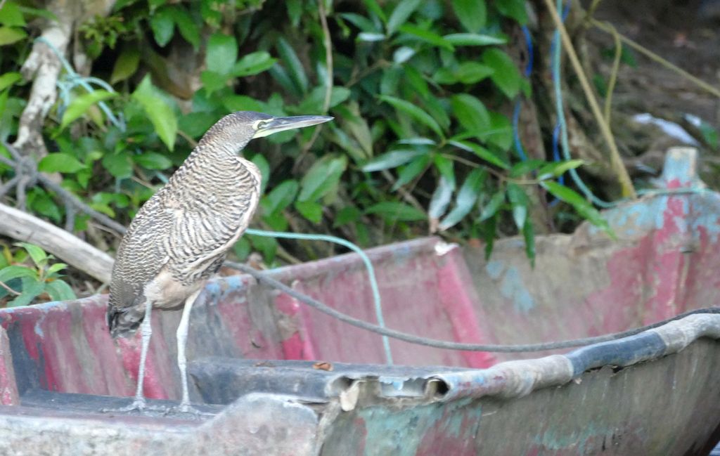 Tortuguero, ptak na łodzi