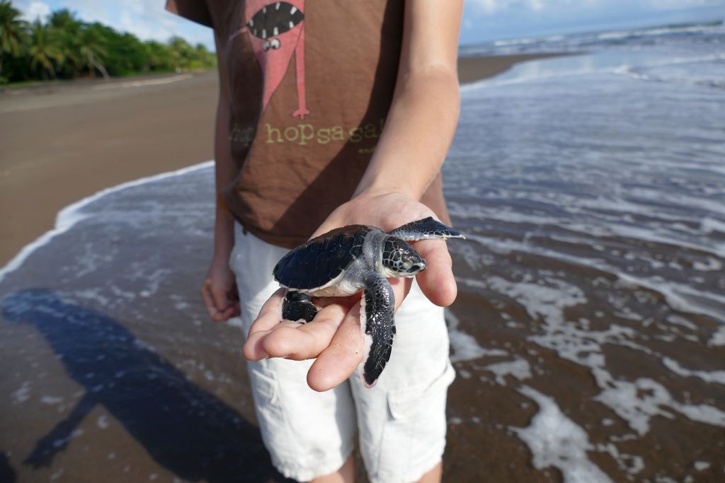 Tortuguero, żółw na plaży