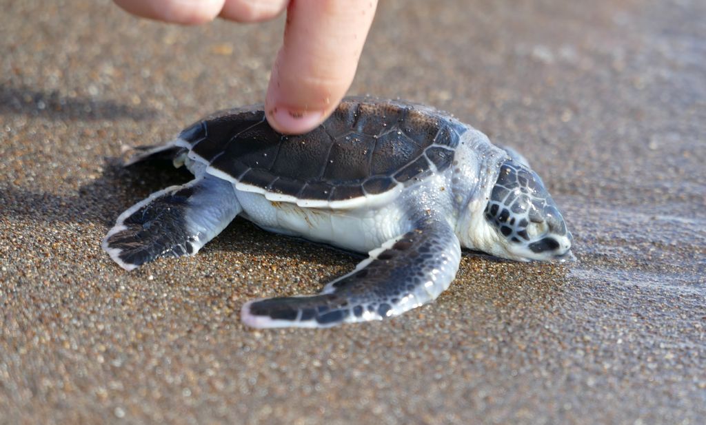 Tortuguero, plaża, żółw