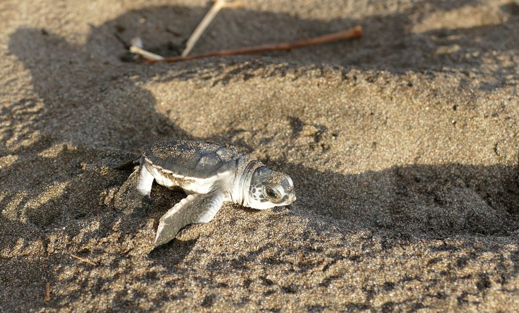 Tortuguero, żółwik